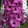 Delphinium Pink Punch